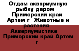 Отдам аквариумную рыбку даром! - Приморский край, Артем г. Животные и растения » Аквариумистика   . Приморский край,Артем г.